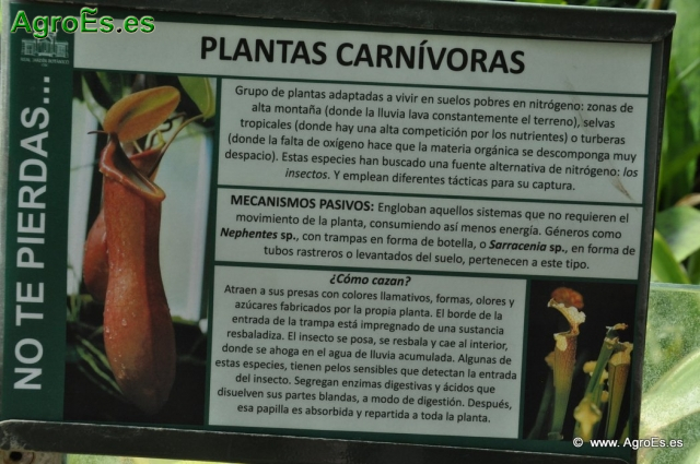 Plantas Carnívoras_1