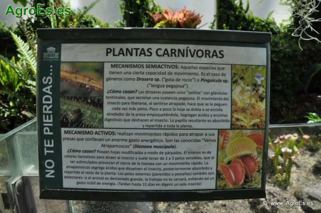 Plantas Carnívoras_2