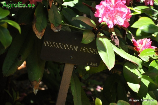 Rhododendron Arboreum_1