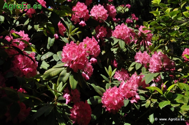 Rhododendron Arboreum_2
