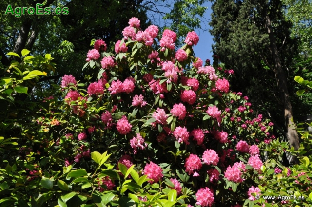 Rhododendron Arboreum_3