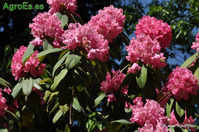 Rhododendron Arboreum_5