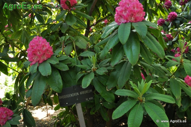Rhododendron Arboreum_6