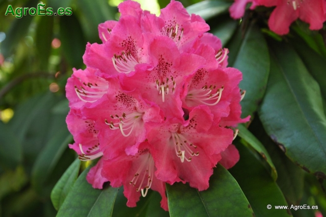 Rhododendron Arboreum_7