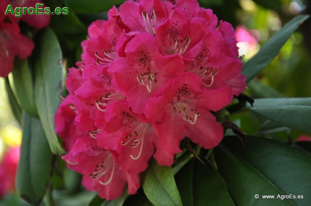Rhododendron Arboreum_8