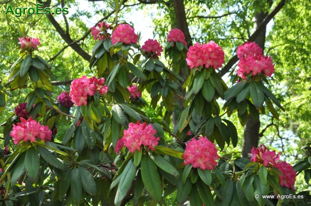 Rhododendron Arboreum_10