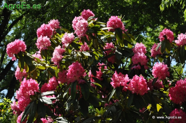 Rhododendron Arboreum_11
