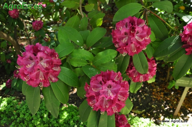 Rhododendron Purple Splendour_3