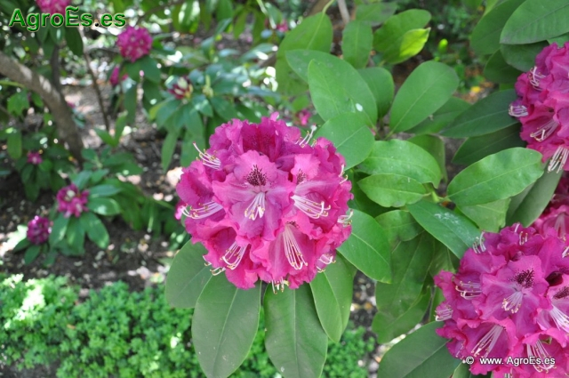 Rhododendron Purple Splendour_4