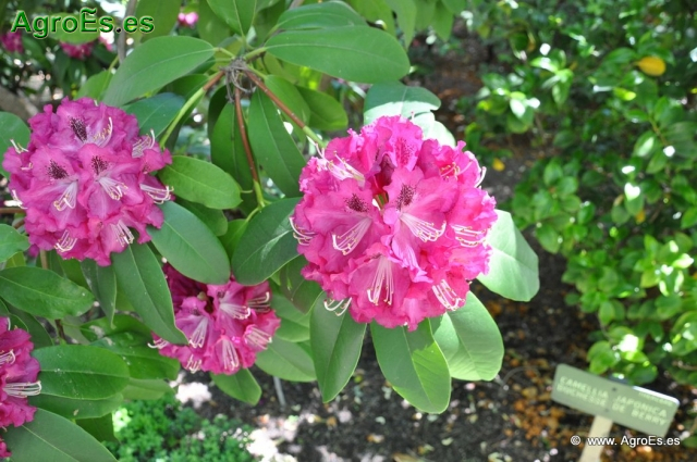 Rhododendron Purple Splendour_5