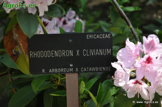 Rhododendron x clivianum_1