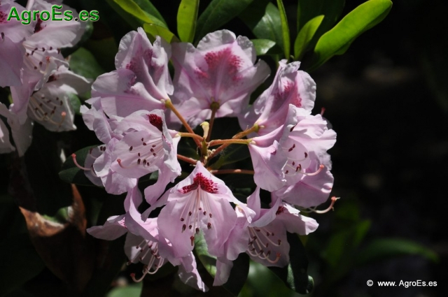 Rhododendron x clivianum_2
