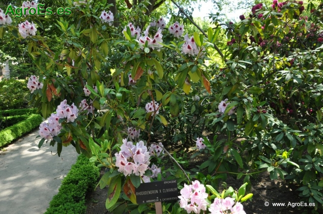 Rhododendron x clivianum_3