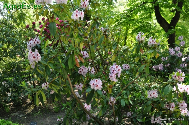 Rhododendron x clivianum_4