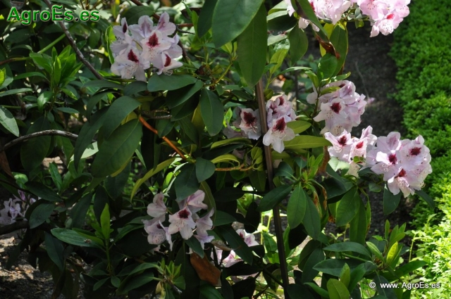 Rhododendron x clivianum_5