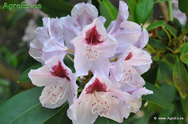 Rhododendron x clivianum_6