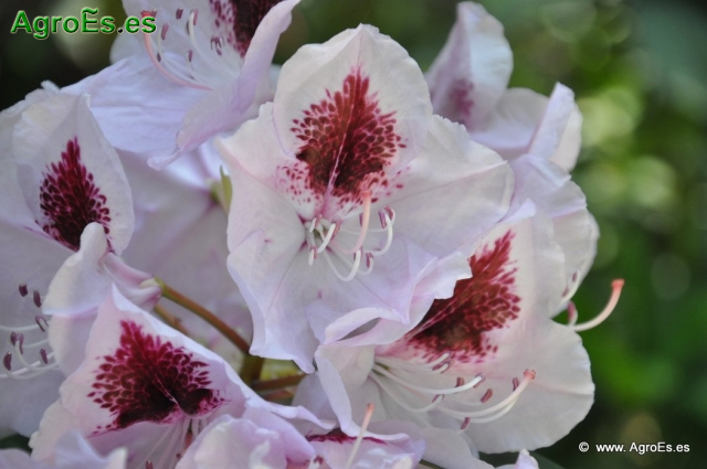 Rhododendron x clivianum_7