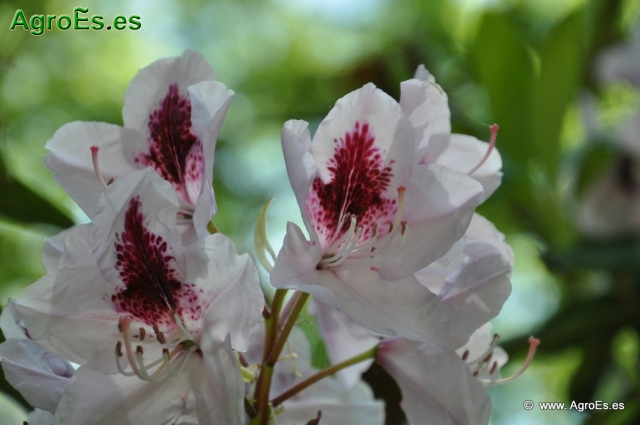 Rhododendron x clivianum_8