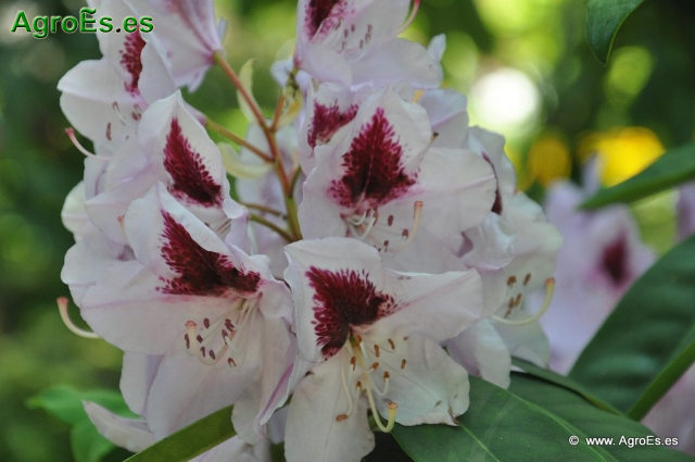 Rhododendron x clivianum_9