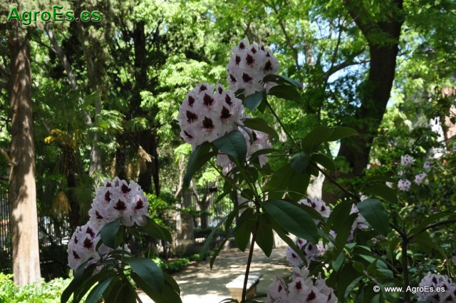 Rhododendron x clivianum_11