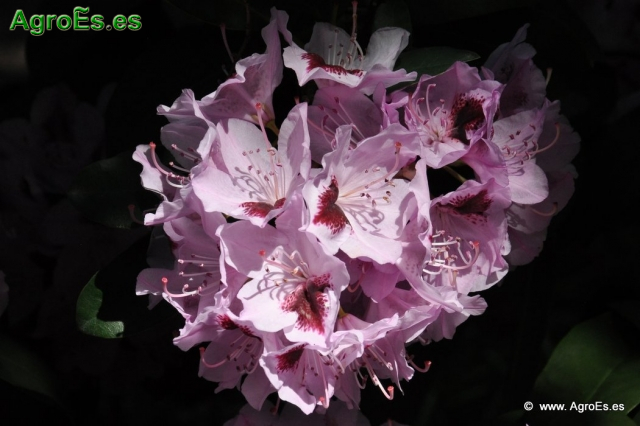 Rhododendron x clivianum_12