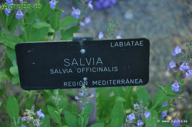 Salvia Oficialis_1
