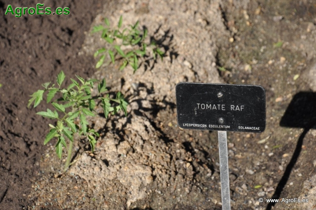 Tomate Raf_1