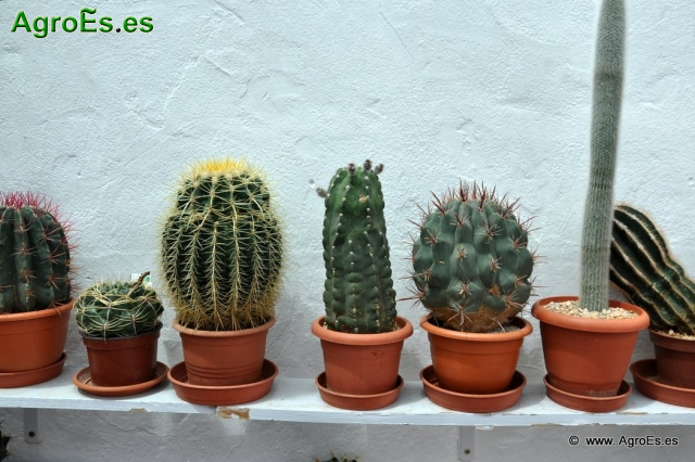 Cactus en Honrubia_1