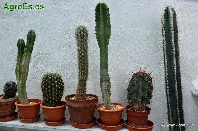 Cactus en Honrubia_3