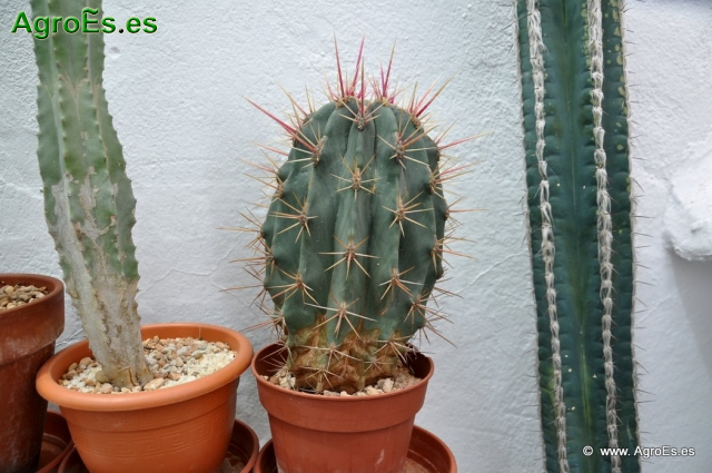 Cactus en Honrubia_4