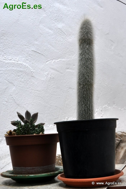 Cactus en Honrubia_5