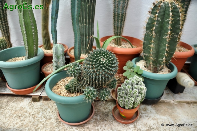 Cactus en Honrubia_6