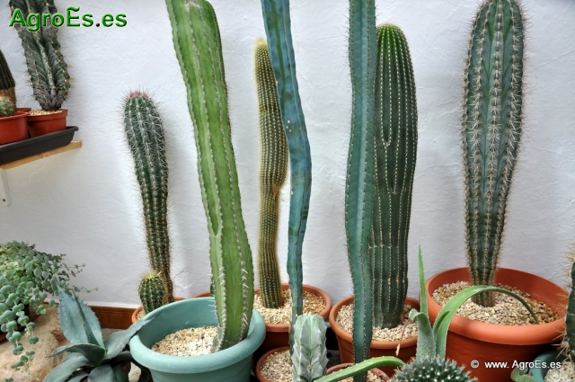 Cactus en Honrubia_11