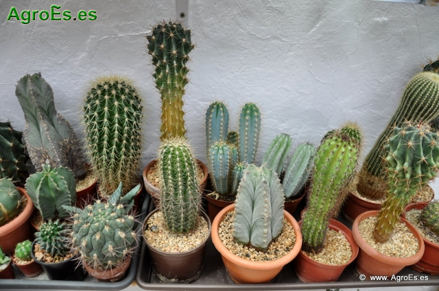 Cactus en Honrubia_13