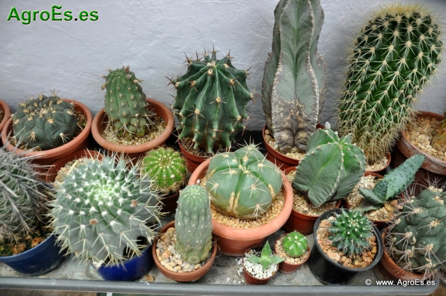 Cactus en Honrubia_14