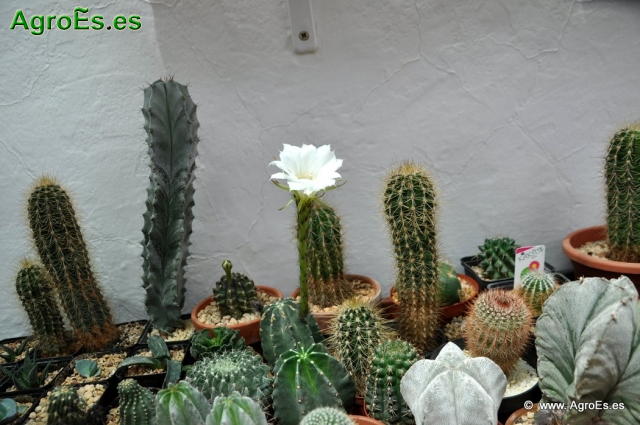 Cactus en Honrubia_23