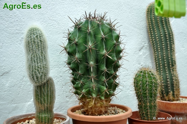 Cactus en Honrubia_25