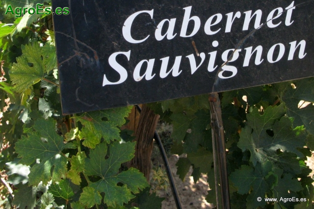Cabernet Sauvignon_1