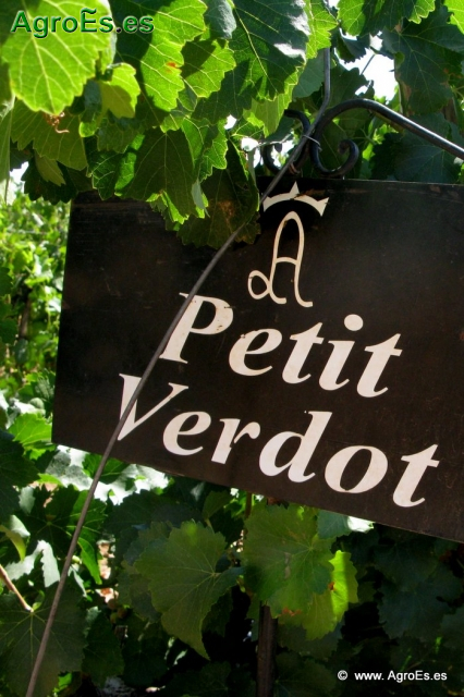 Petit Verdot_2