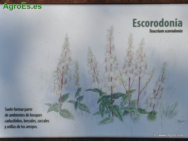 Escorodonia
