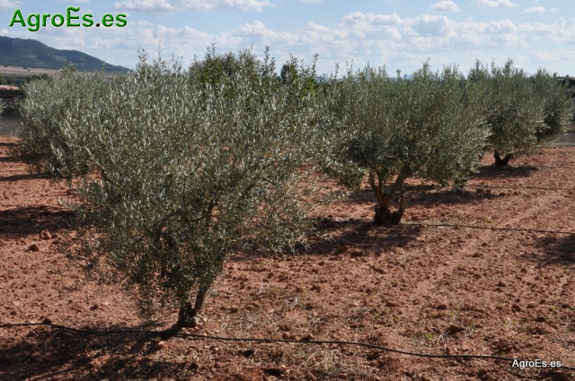 Olivos en Alpera
