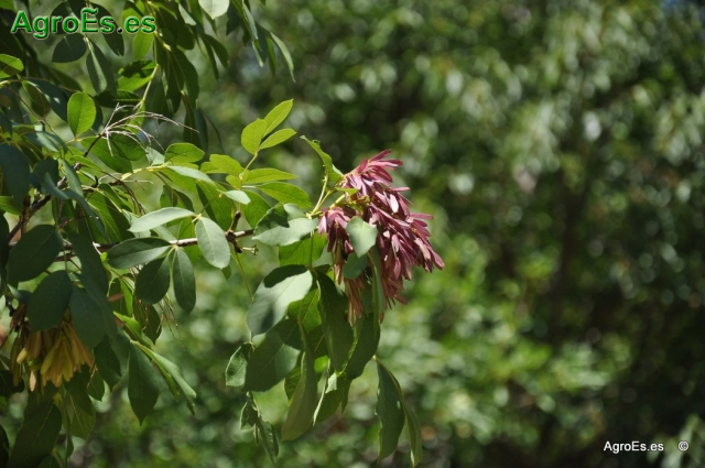 Fresno Florido Fraxinus ornus