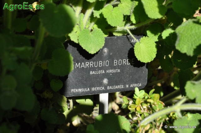 Marrubio Borde_1