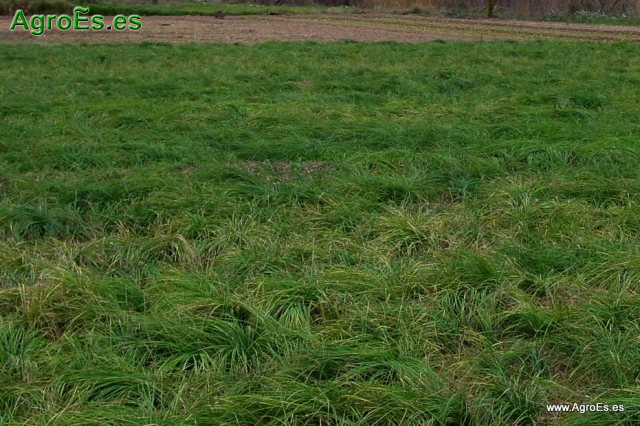 Suelos para cultivo de Azafrán - Criterios para elegir la parcela en función del suelo