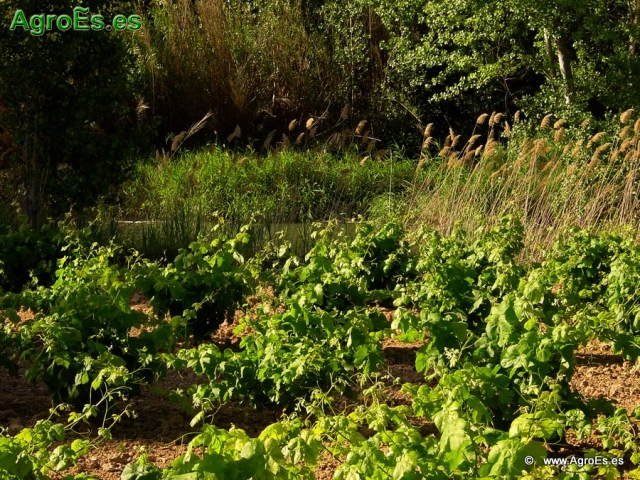 El seguimiento de los niveles de manganeso en el vino en algunos canales comerciales y la superación de los límites impuestos por determinados países ha generado un problema que ha trascendido las fronteras