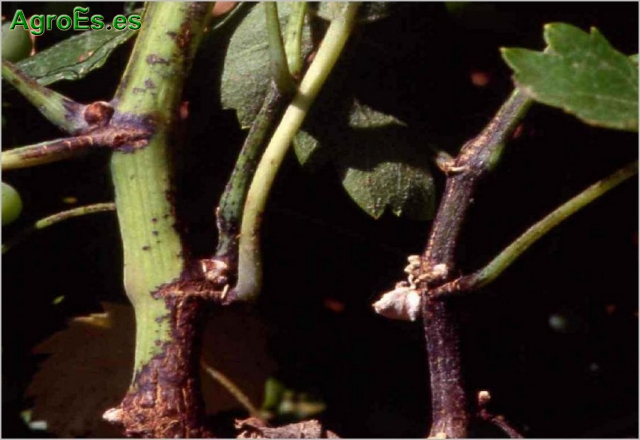Ácaro de la Roña, Brevipalpus lewisi McGregor en vid, descripción y control
