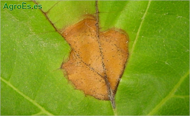 Black-rot o podredumbre negra de la vid, Guignardia bidwellii