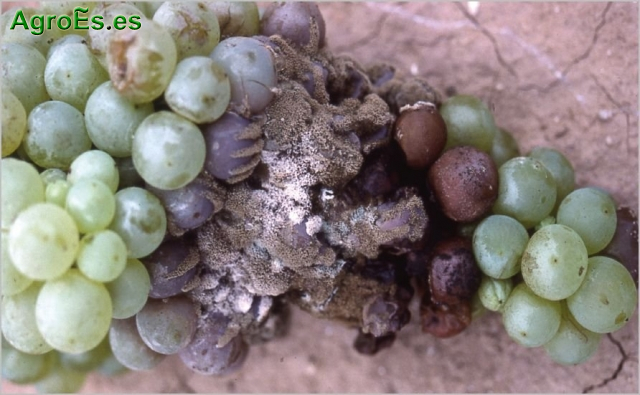 Botrytis cinerea - Podredumbre gris o Botryotinia fuckeliana