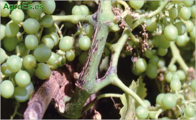 Excoriosis de la vid, Phomopsis viticola, descripción, síntomas y su Lucha y Control Fitosanitario