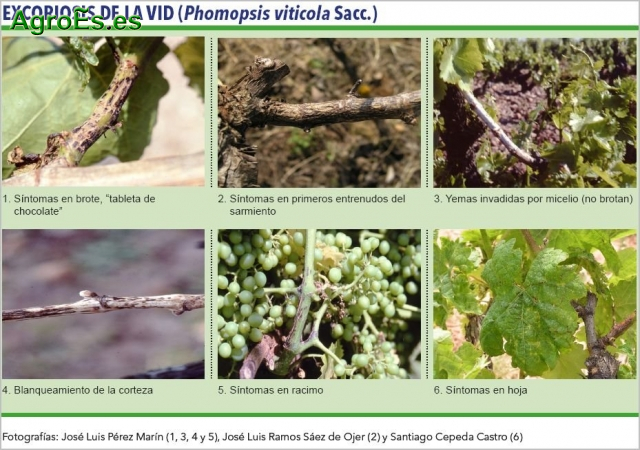 Excoriosis de la vid, Phomopsis viticola, descripción, síntomas y su Lucha y Control Fitosanitario